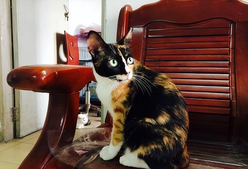 玳瑁猫优点和缺点,玳瑁猫为什么总被遗弃