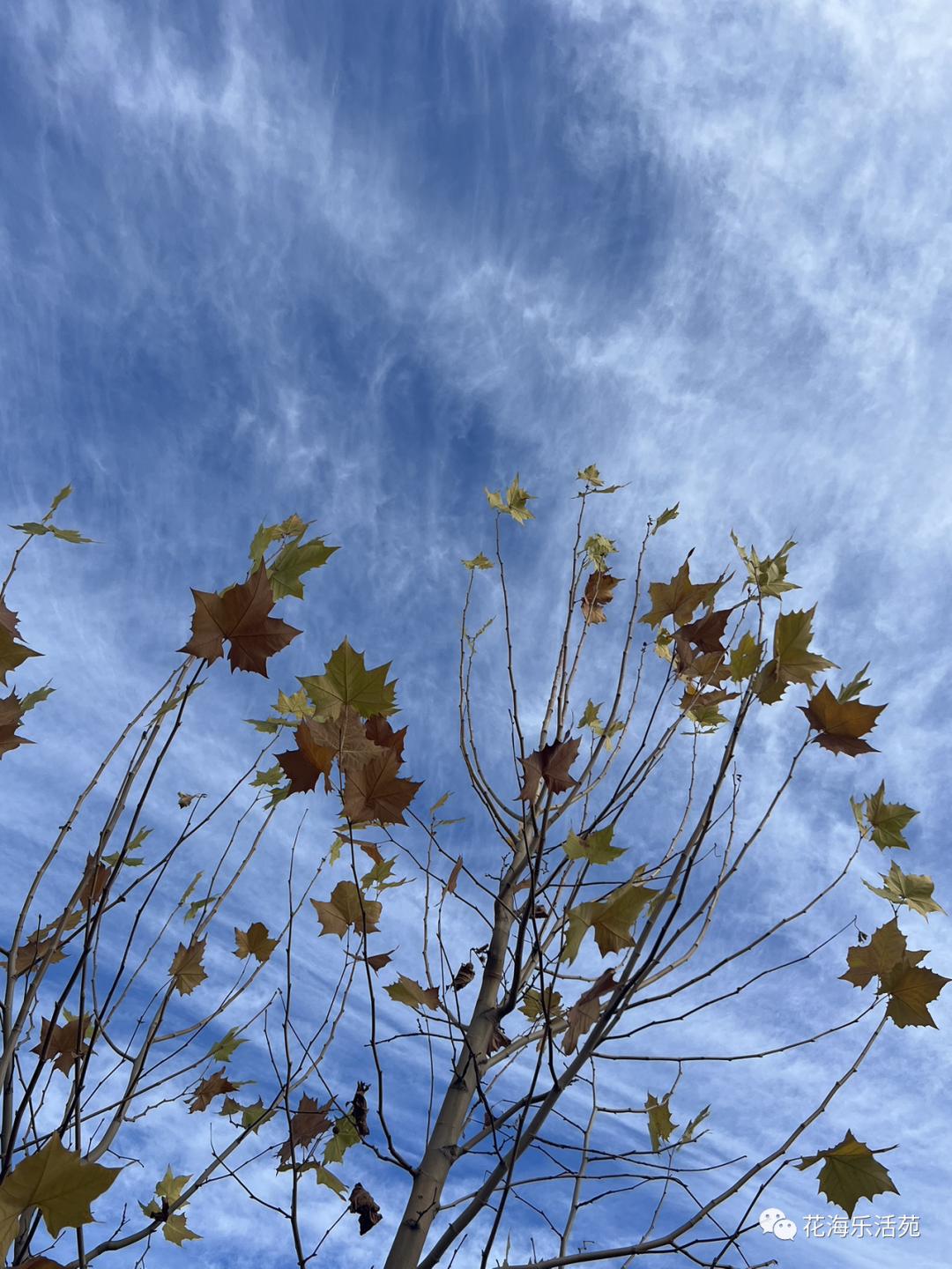 看足球赛日记200字,看世界杯足球比赛作文