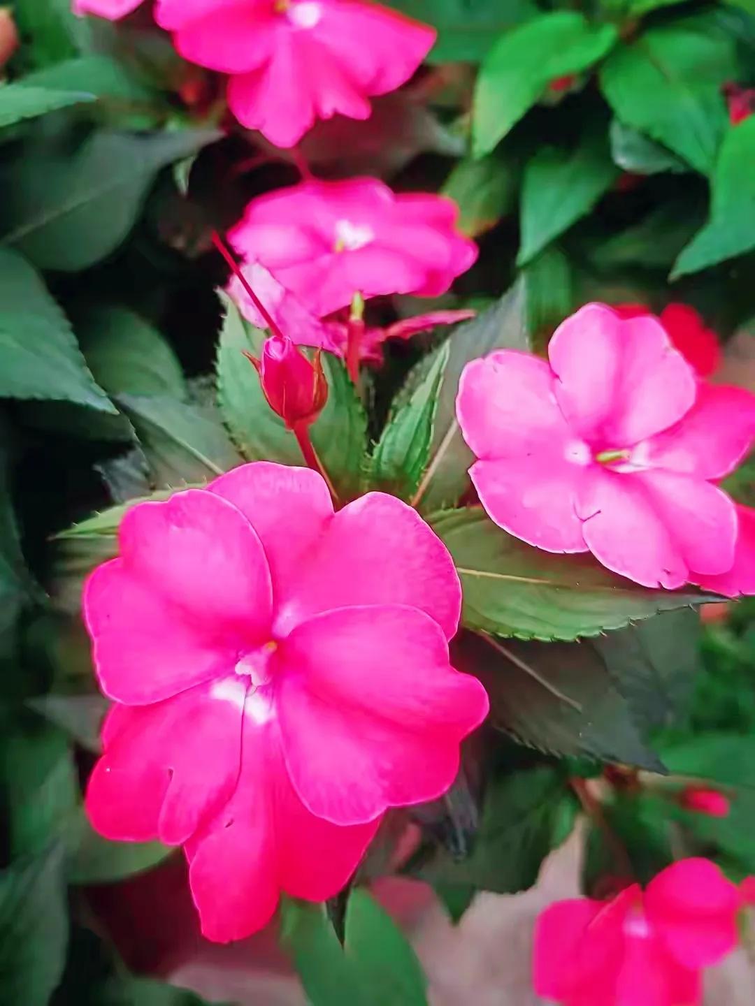 美丽五颜六色的凤仙花,七月最美的花景视频素材