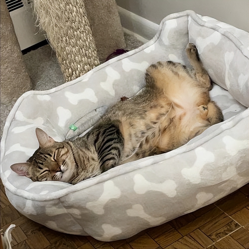 很可怕的5种猫不建议饲养,哪些猫比较适合新手饲养