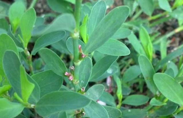 一种人人踩踏的野草，人称“猪牙草”，包饺子是一绝，现在正当时