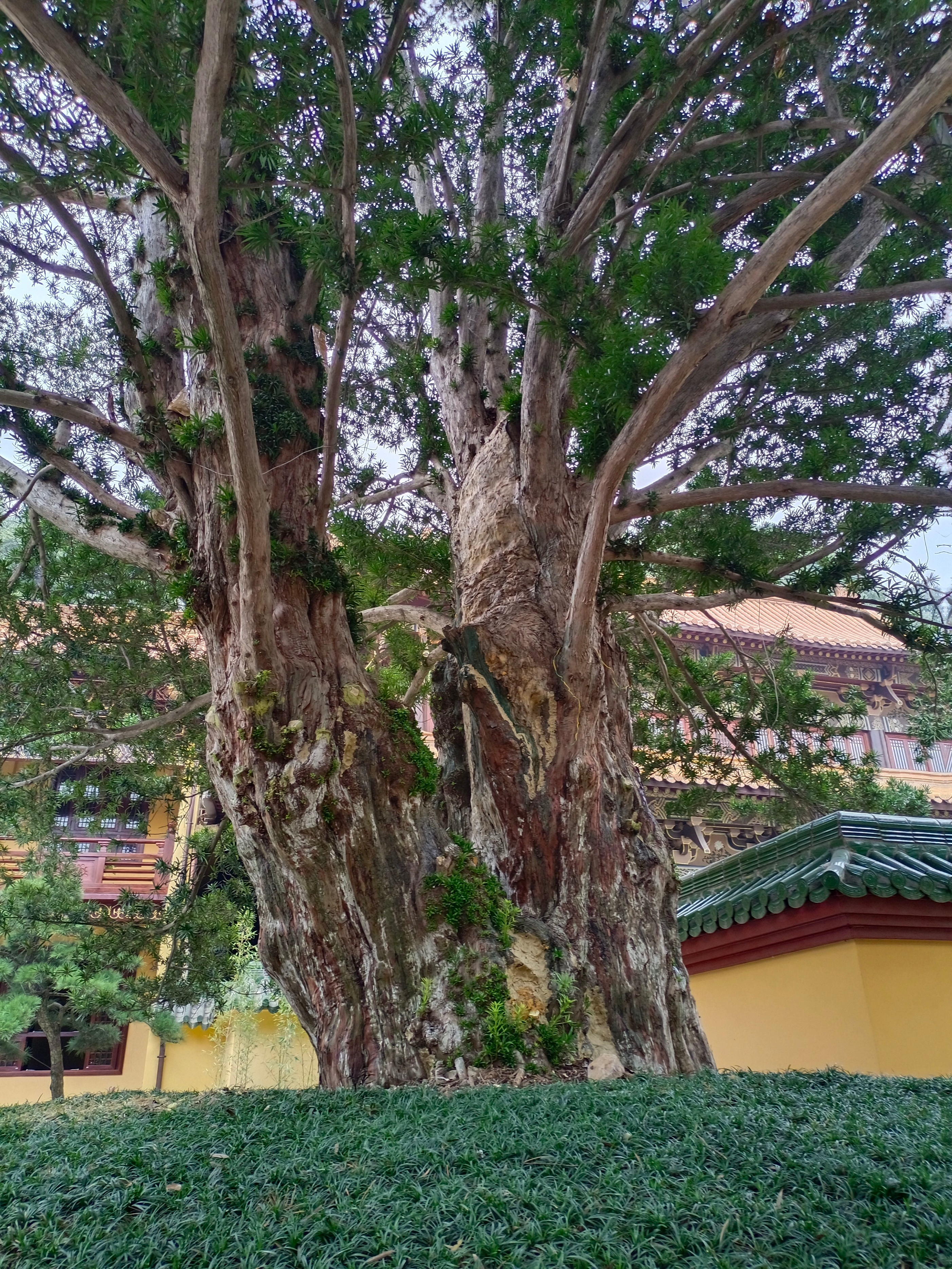 庐山东林寺与东林净土苑,庐山市东林寺净土院