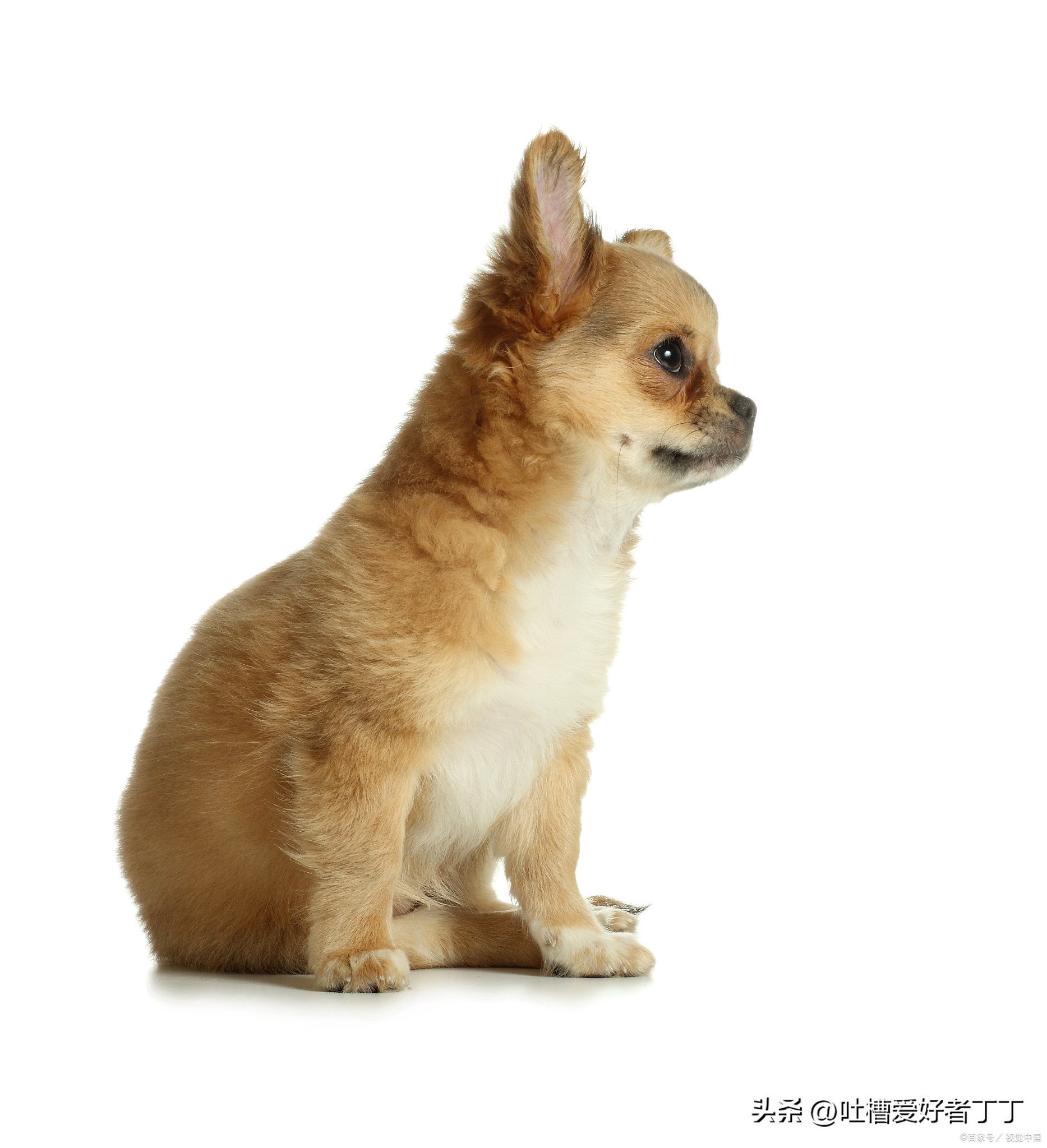 狗吃撑了怎么快速恢复,狗狗吃多了多久能恢复