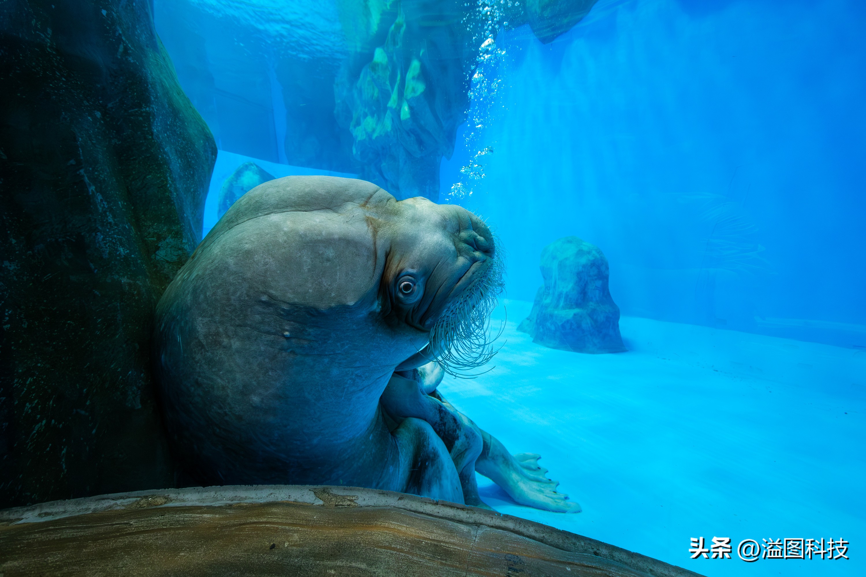 富士x-s20怎么原价购买,富士x-s20单机身价格