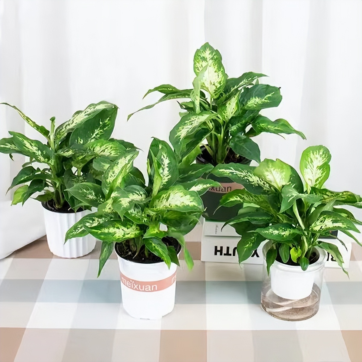 新房子去甲醛最快最有效的绿植,新房吸附甲醛的绿植物