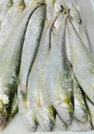 目前市场上的刀鱼是长江刀鱼吗,江阴刀鱼是江刀还是海刀