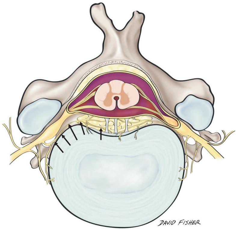 脊神经支配区域解剖图简图,脊神经及其分支的支配范围