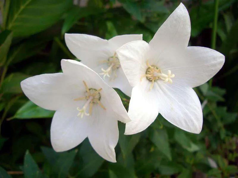 原创花卉作品·桔梗花·花中处士，不慕繁华。已然成为园林新宠。