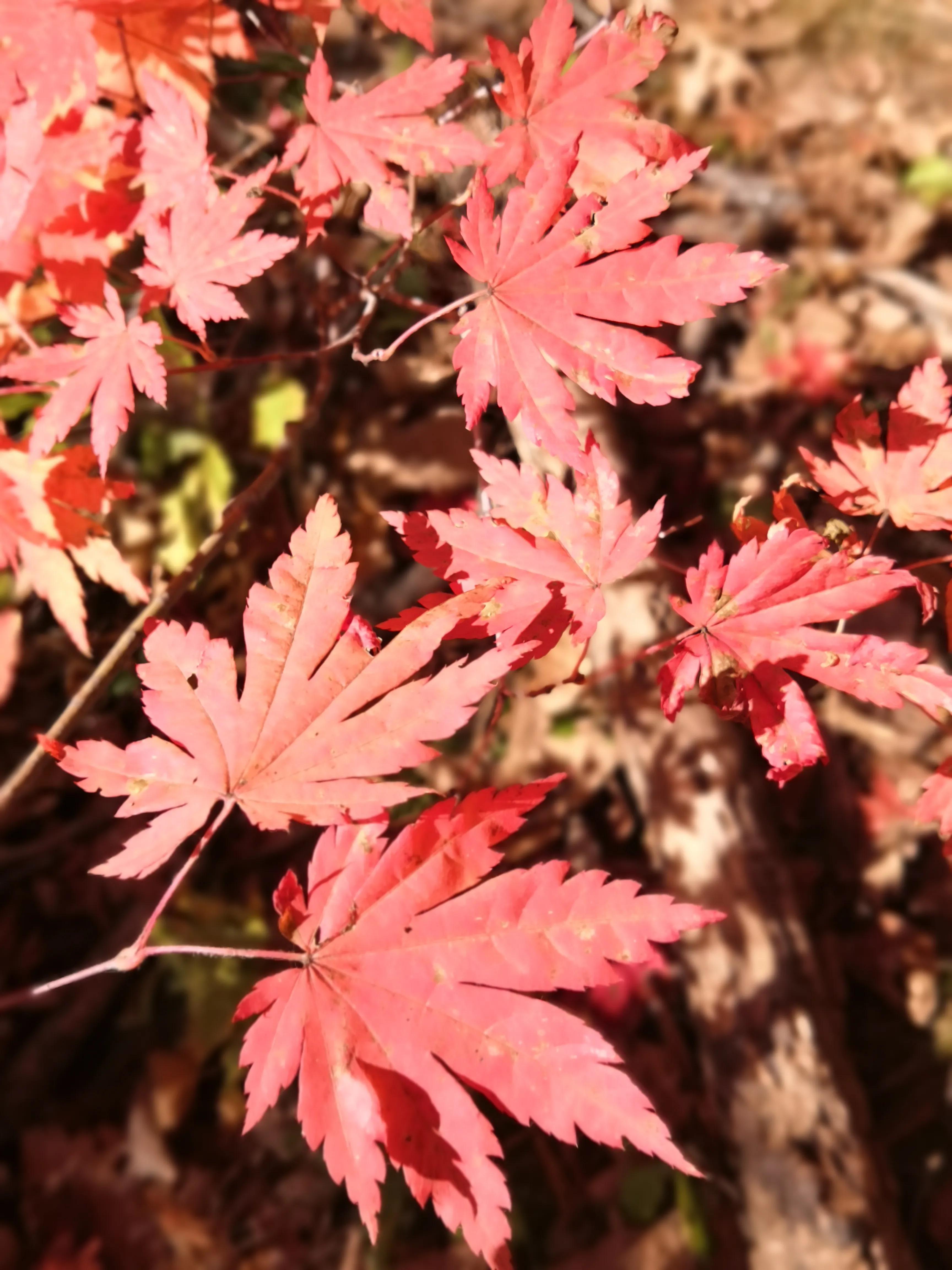 平心静气去拜道观还是寺庙,平心静气放松