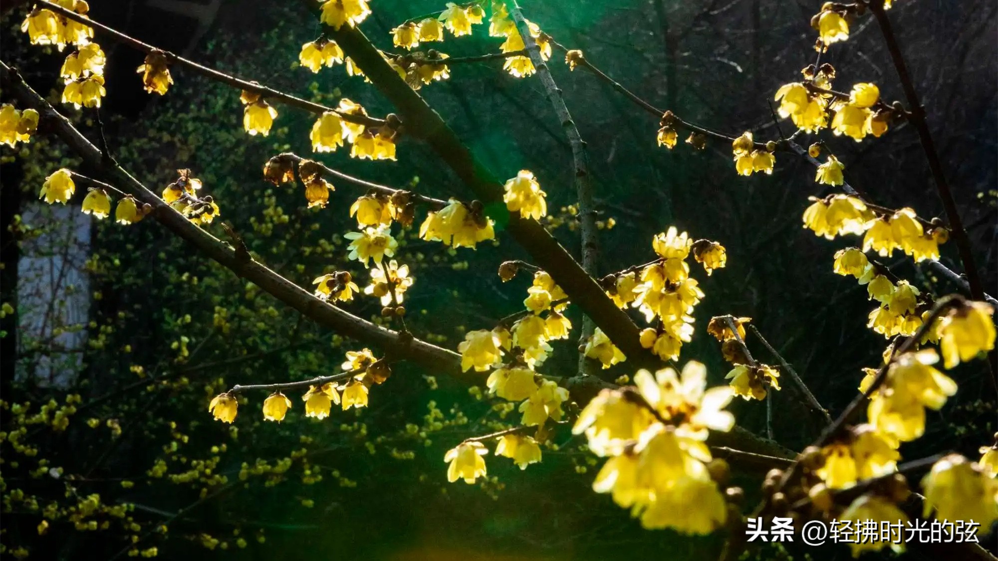 关于明月的诗唐诗宋词,最美明月唐诗宋词