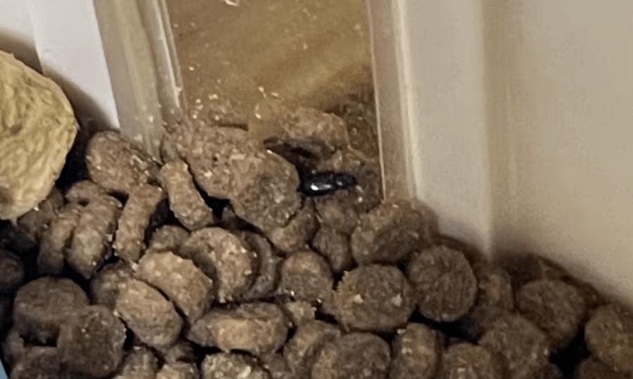 妹子凌晨1点喂猫倒出一堆蟑螂，发出尖锐爆鸣声，猫：妈又买高蛋