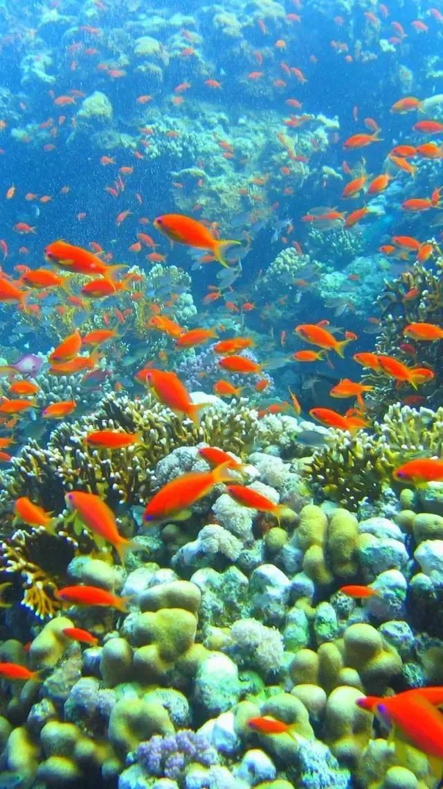 海底奇妙世界图片,海底世界的图片