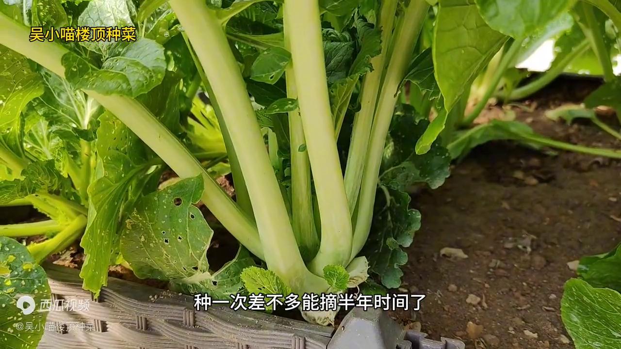 种菜楼顶教程,楼顶种菜心的做法