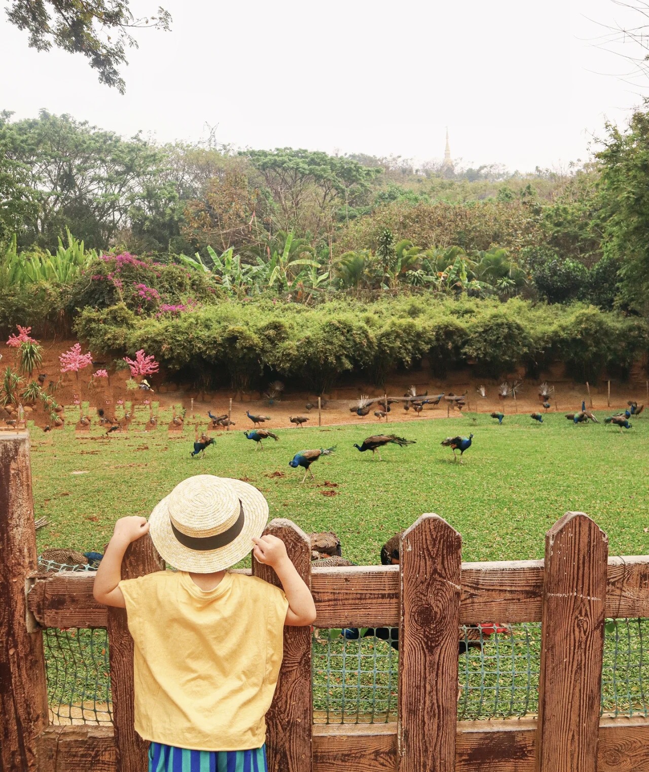 西双版纳最近十五天的气温,西双版纳气温最高38算热吗