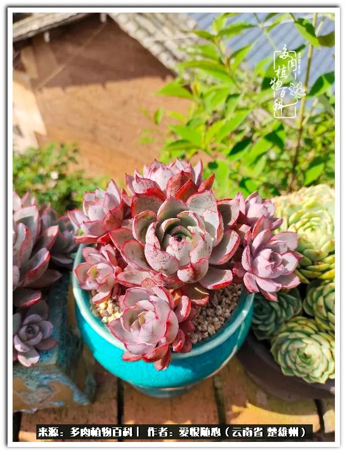 用心种好每一棵多肉,没有什么是浑然天成的