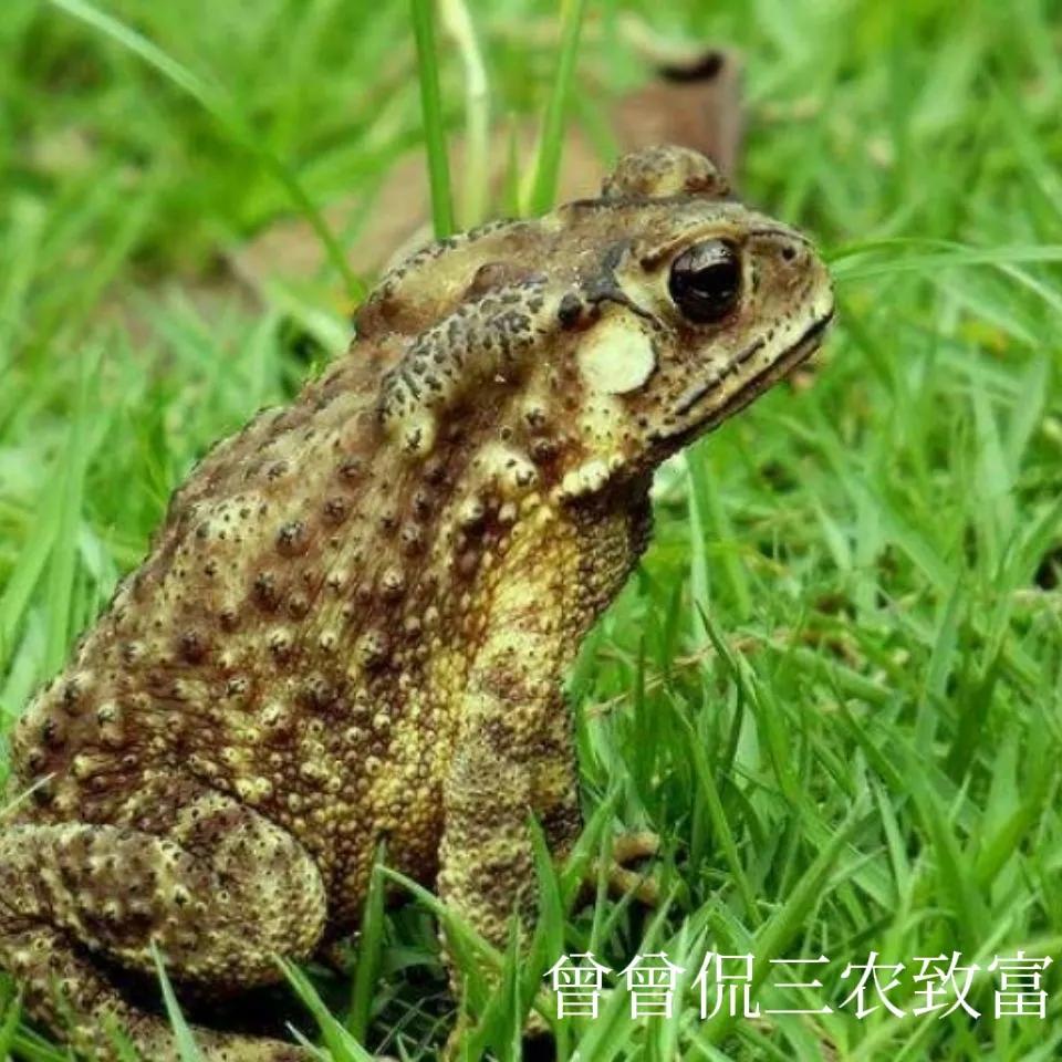 癞蛤蟆变金蝉诗句,癞蛤蟆变成金蝉