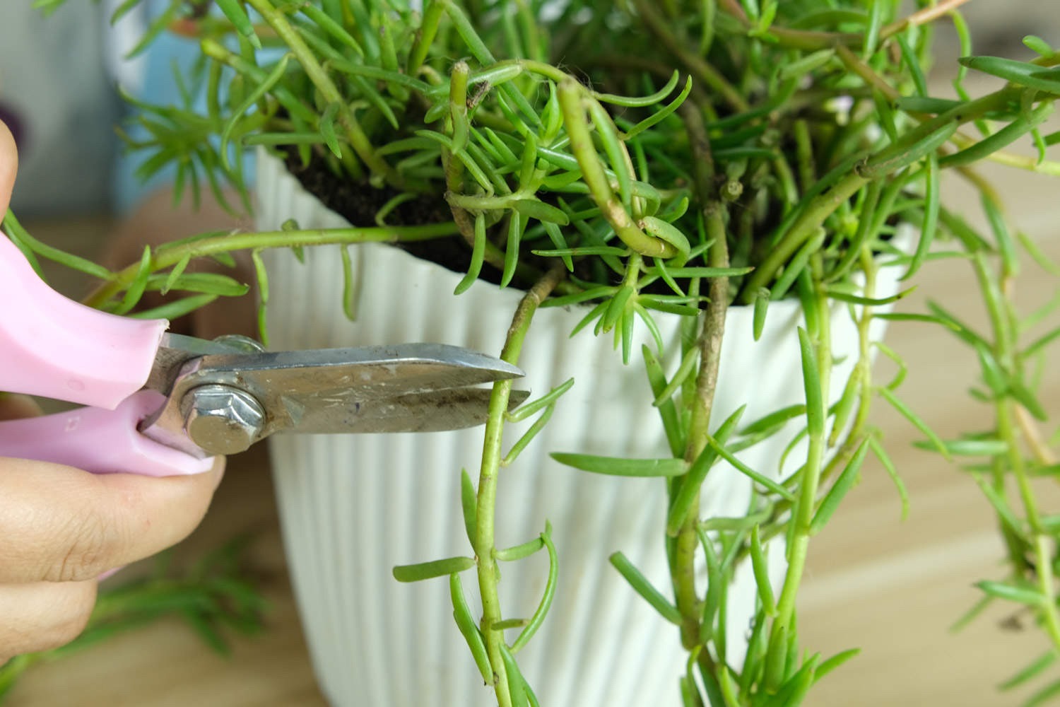 春天养什么花最漂亮也最好养,春天养什么花好看又实用