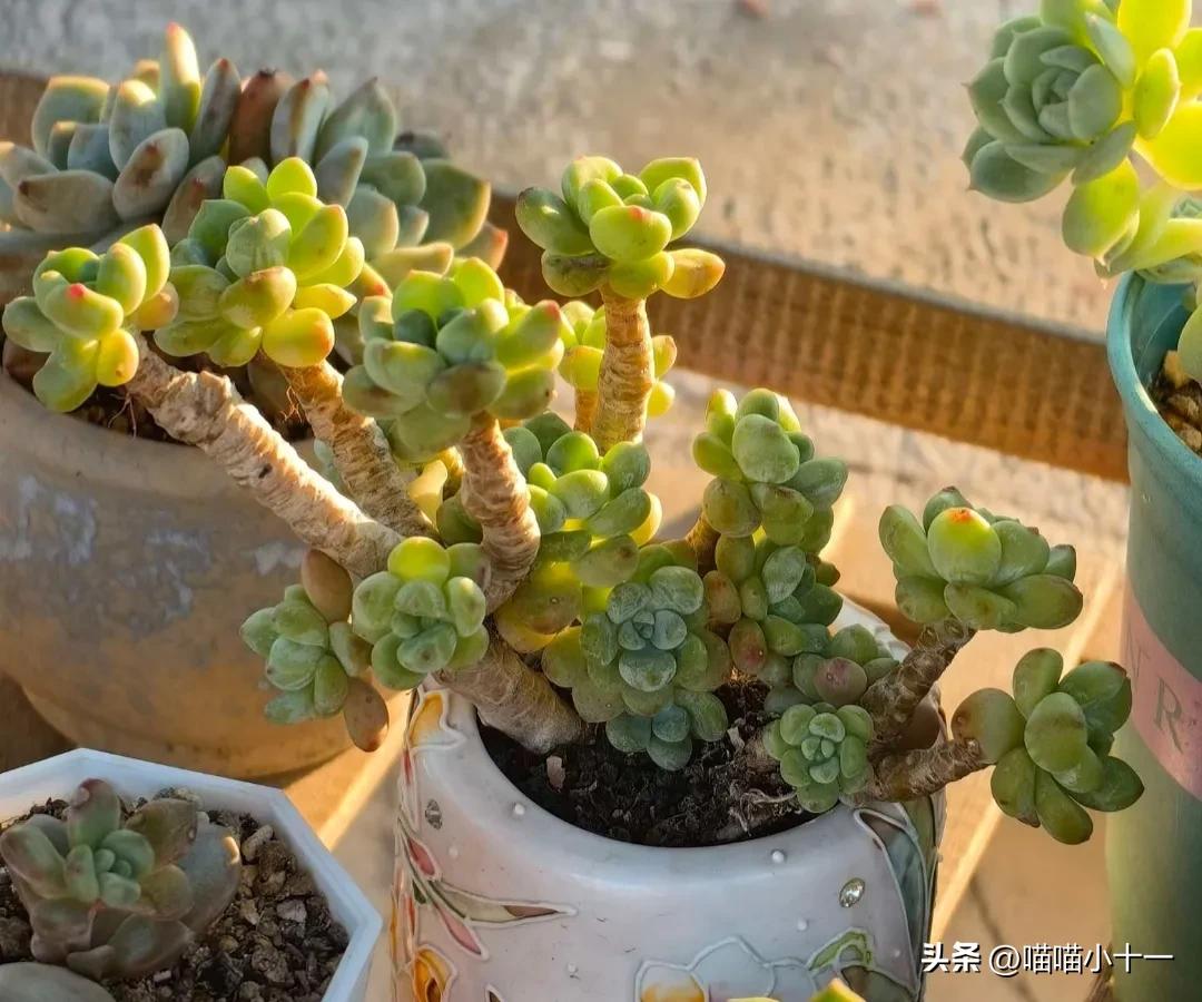 这10种多肉号称多肉界的奇葩,多肉最传统的100个种类