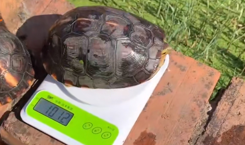 黄缘闭壳龟公母图片,黄缘闭壳龟公母哪个好看