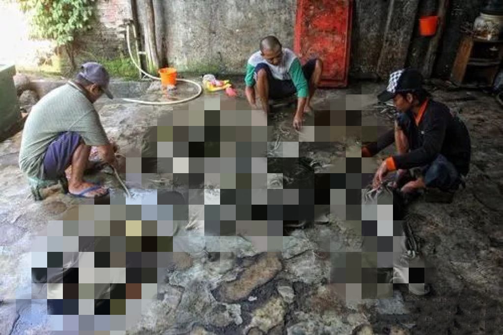 私自养野生蛇,农户私放1000条眼镜蛇