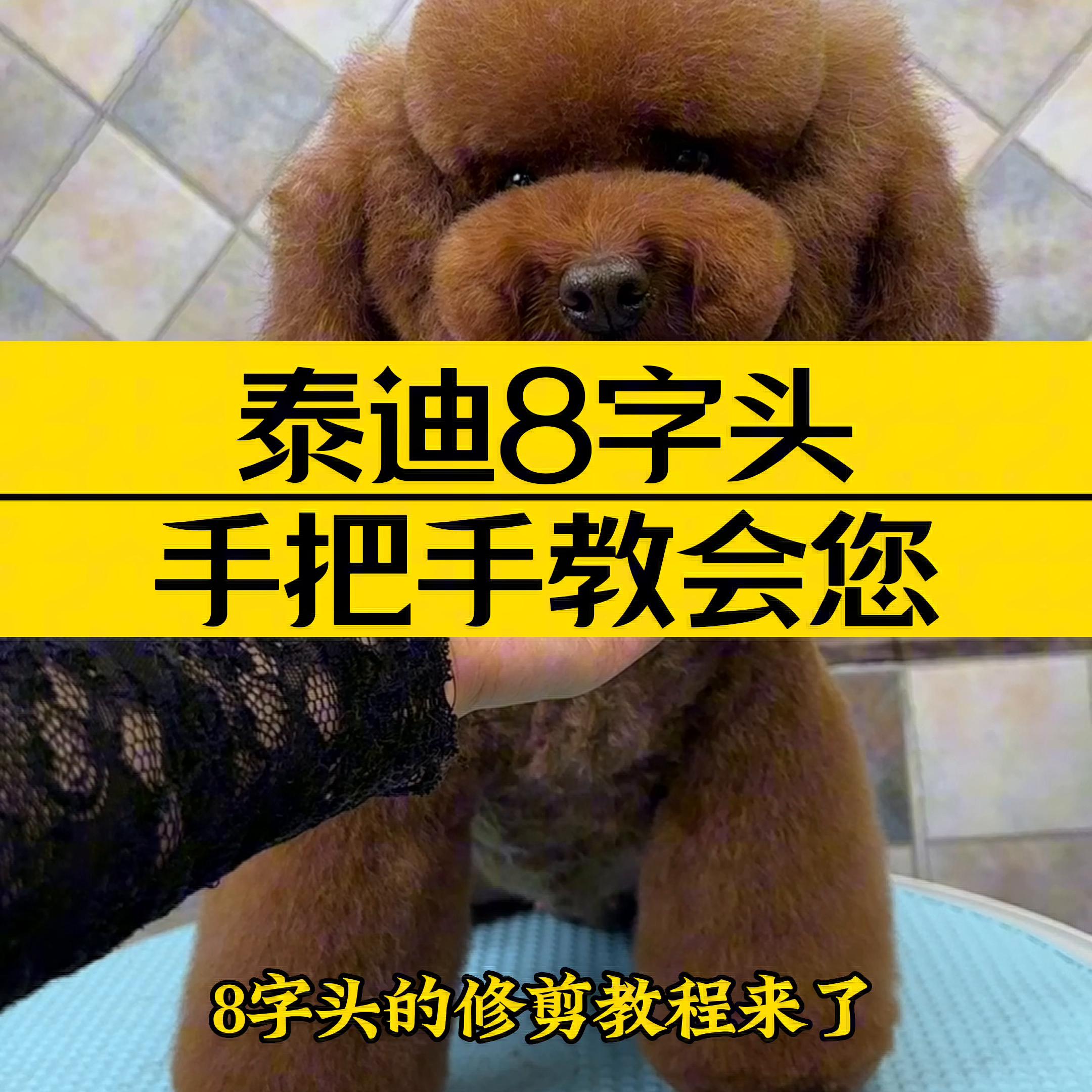 宠物美容教学泰迪,宠物美容泰迪知识