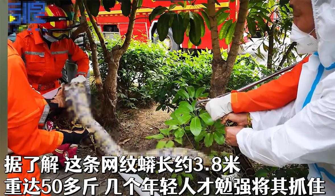 3.8米50斤巨蟒躲在工业园蒸汽管下,50斤大蟒蛇藏身于工业园区