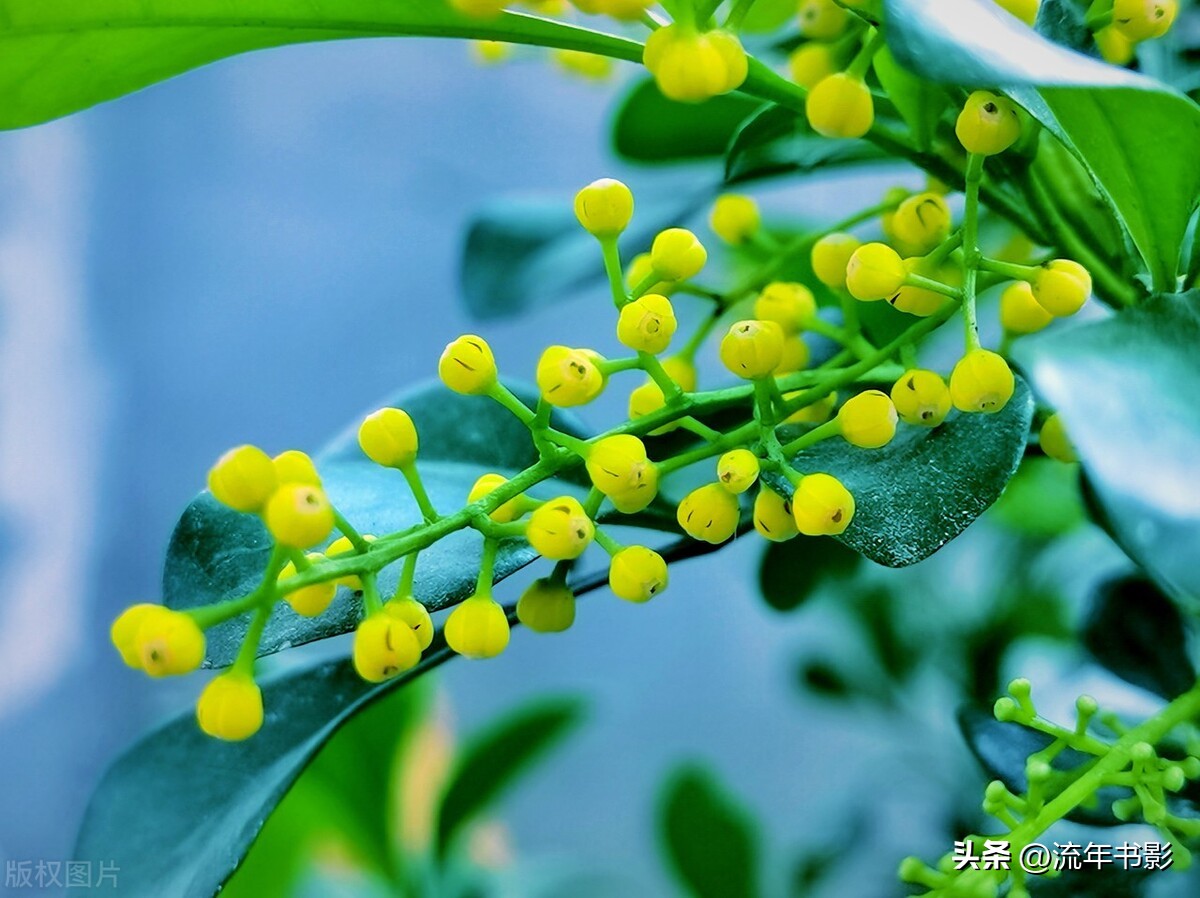 米兰花怎么样养才能香味浓郁,米兰花怎样养殖才能长期开花