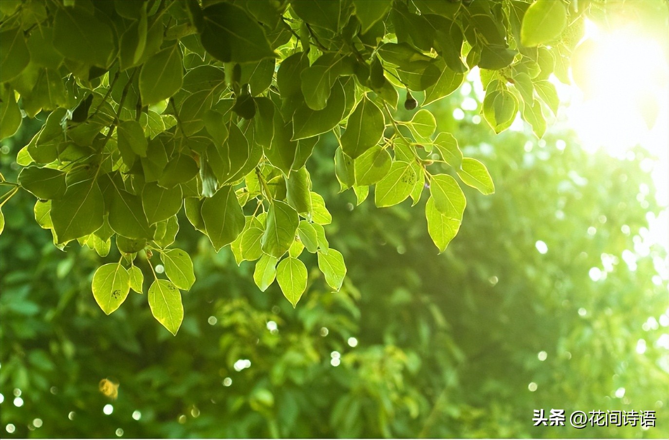 “生如夏花之绚烂”,藏在诗词里的夏日,邀您邂逅一场鲜花盛宴!