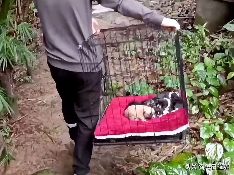 狗妈妈产后流血，眼看着就要不行了，还特意给宝宝喂了次奶