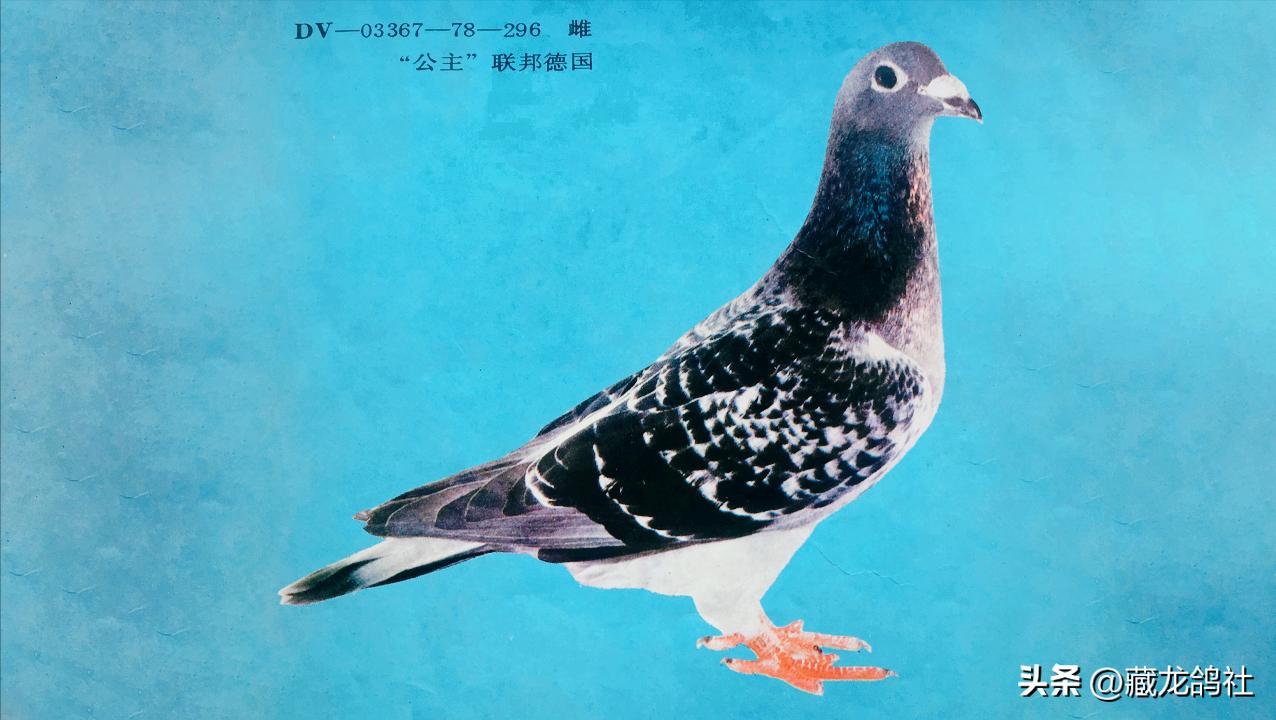 1968上海信鸽参军记