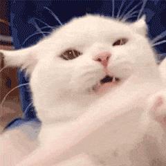 猫咪的胡须有什么作用需要剪吗,猫咪的胡子可以稍微剪掉一点点嘛