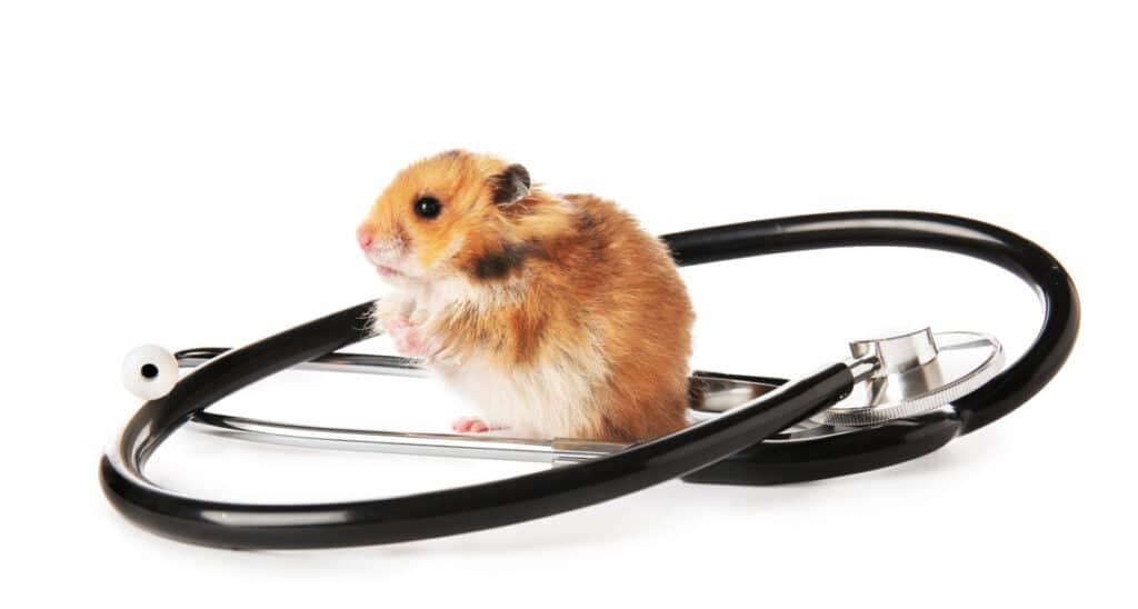 仓鼠新手如何辨别仓鼠疾病,仓鼠的常见疾病症状及处理