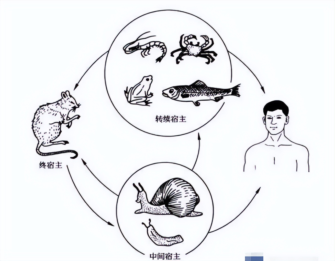 10岁孩子总头疼，发现是大脑异常？医生提醒：小孩别玩非洲大蜗牛