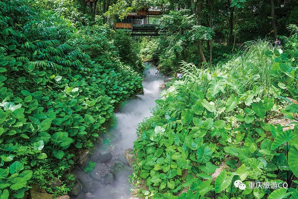 冬日游缙云山,缙云山冬日一日游详细攻略