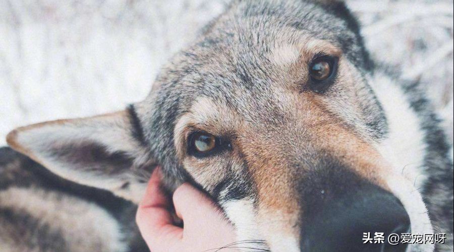 捷克狼犬哪个毛色最像狼,捷克狼犬怎么喂养比较好