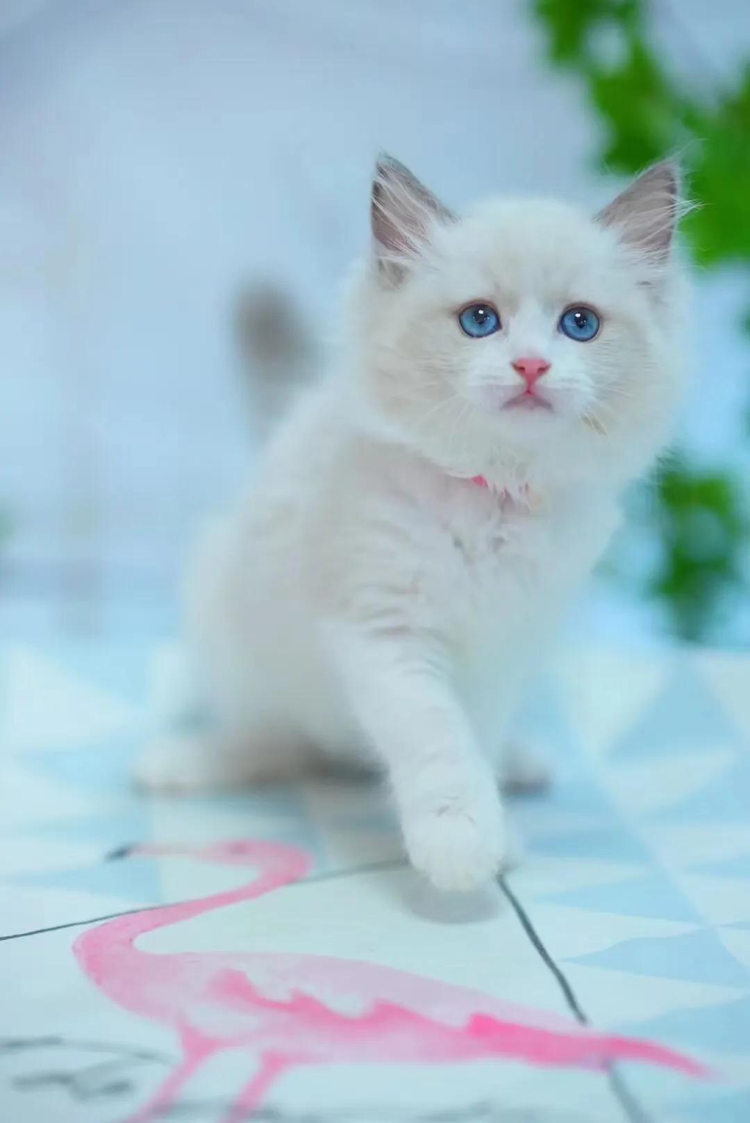 幼犬初次到家，哪些事情是需要我们准备的？