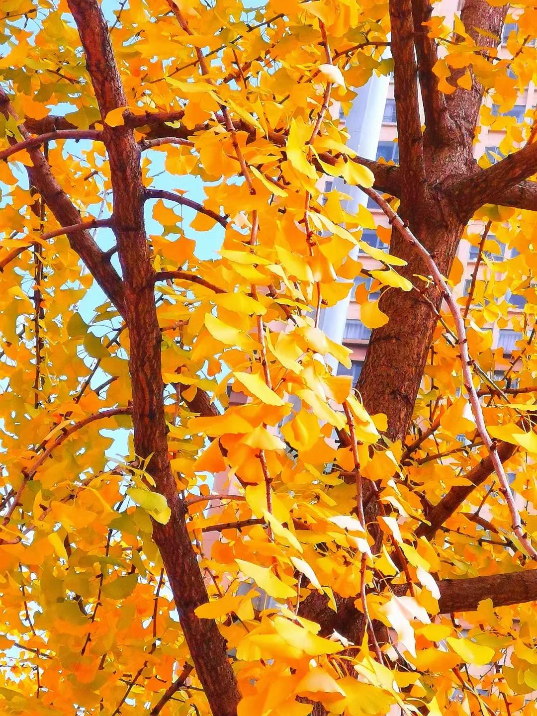 目前云南昭通有多少作家,昭通十大作家