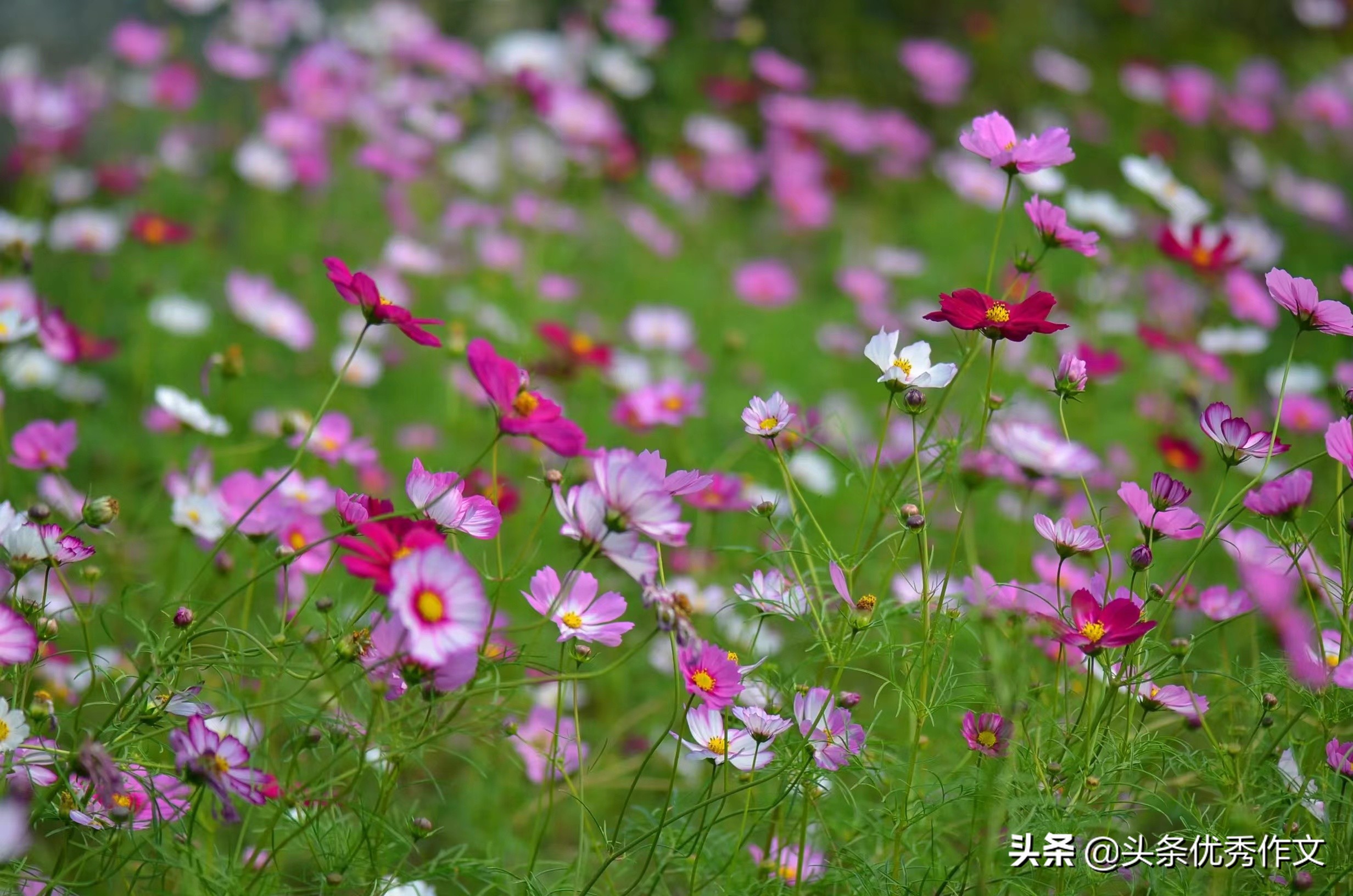 第一次走进内蒙古呼伦贝尔大草原,诗和远方内蒙