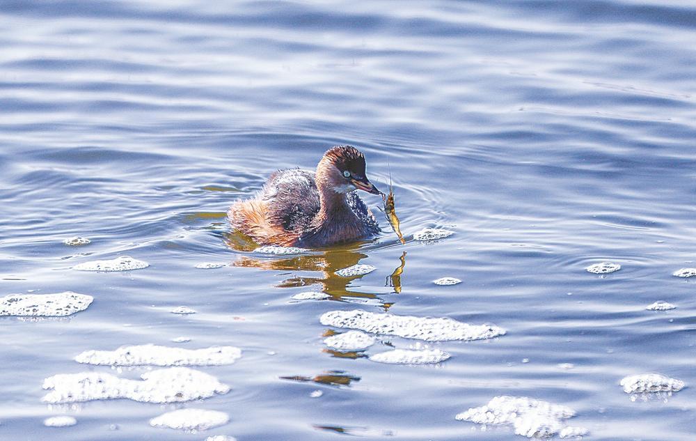 娌挎捣缁垮煄鐩愬煄,鐩愬煄娌挎捣缁垮煄