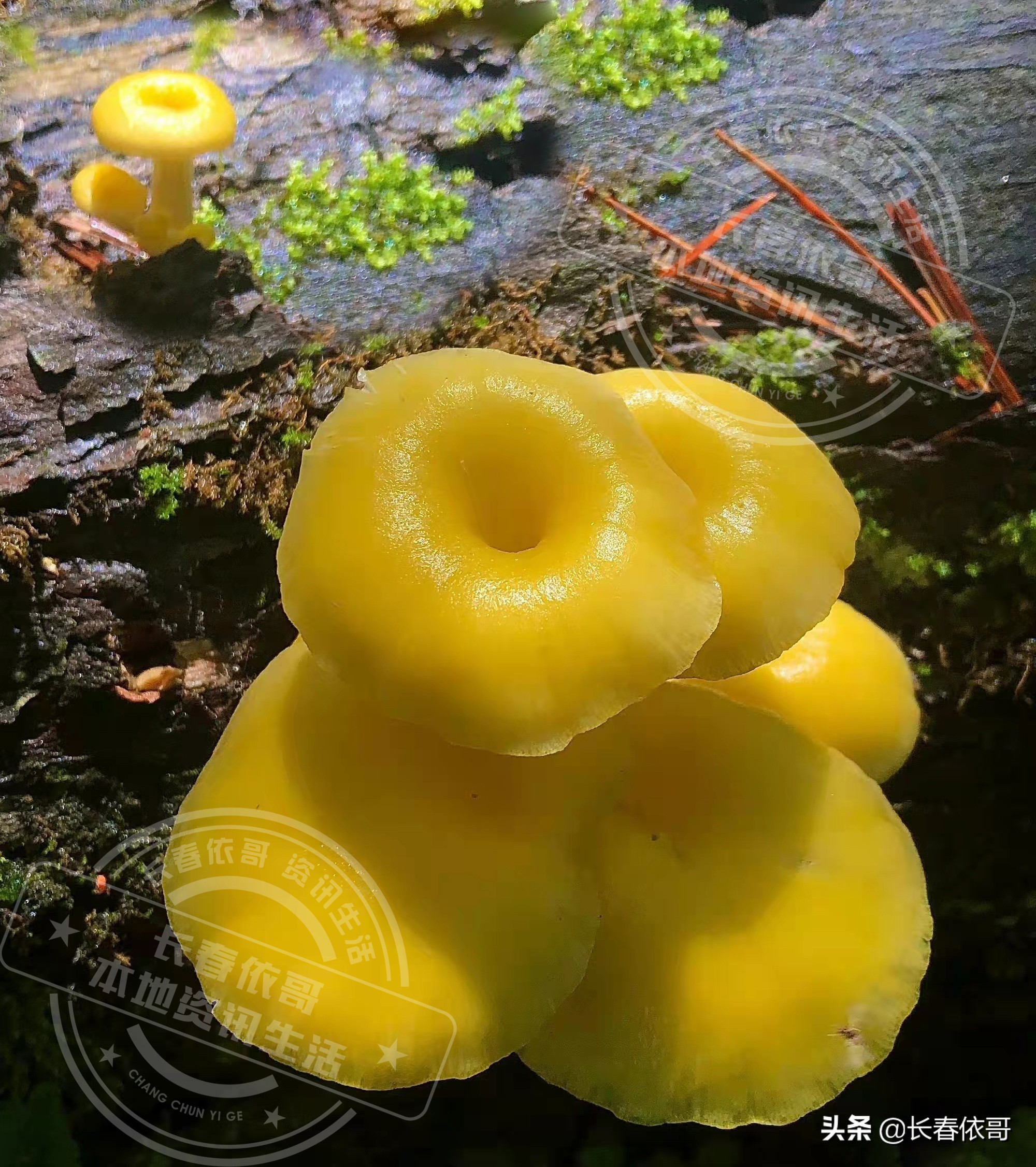 东北榛蘑排名前十的蘑菇,山珍长白山特产榆黄蘑