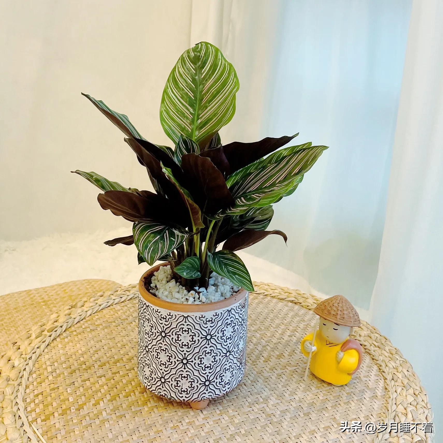 瞬间提升室内高级感的5种绿植,森系装修风格怎么在效果上展现