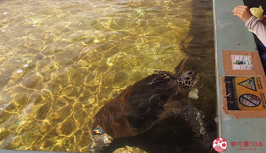 日本神秘小岛旅游攻略,东京小笠原诸岛旅游