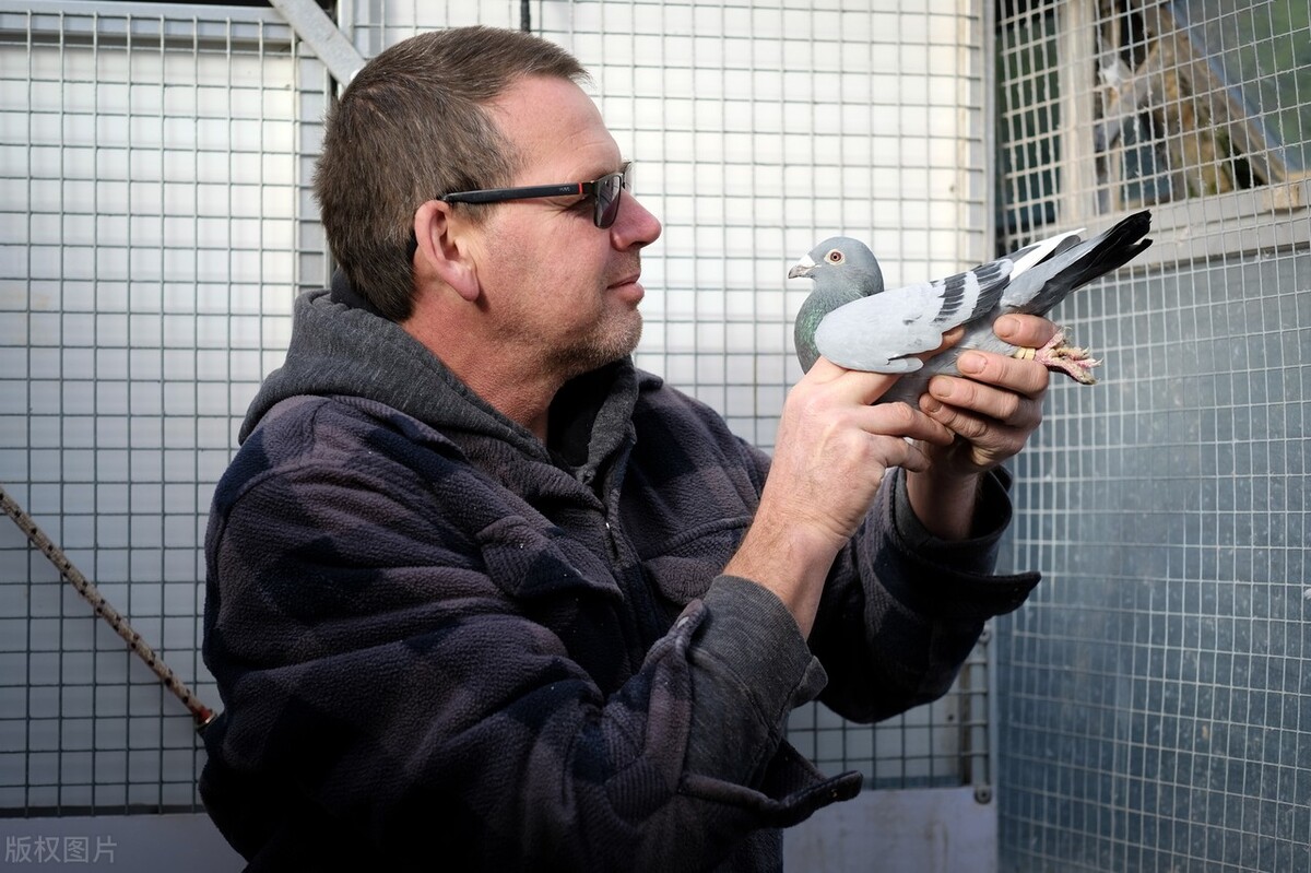 什么品种的鸽子比较好,不知血统的情况下如何选出好鸽子