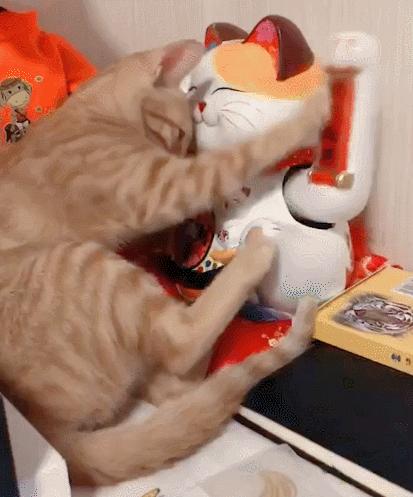 招财猫的四大特征你家猫有吗,招财猫哪个品种最有钱