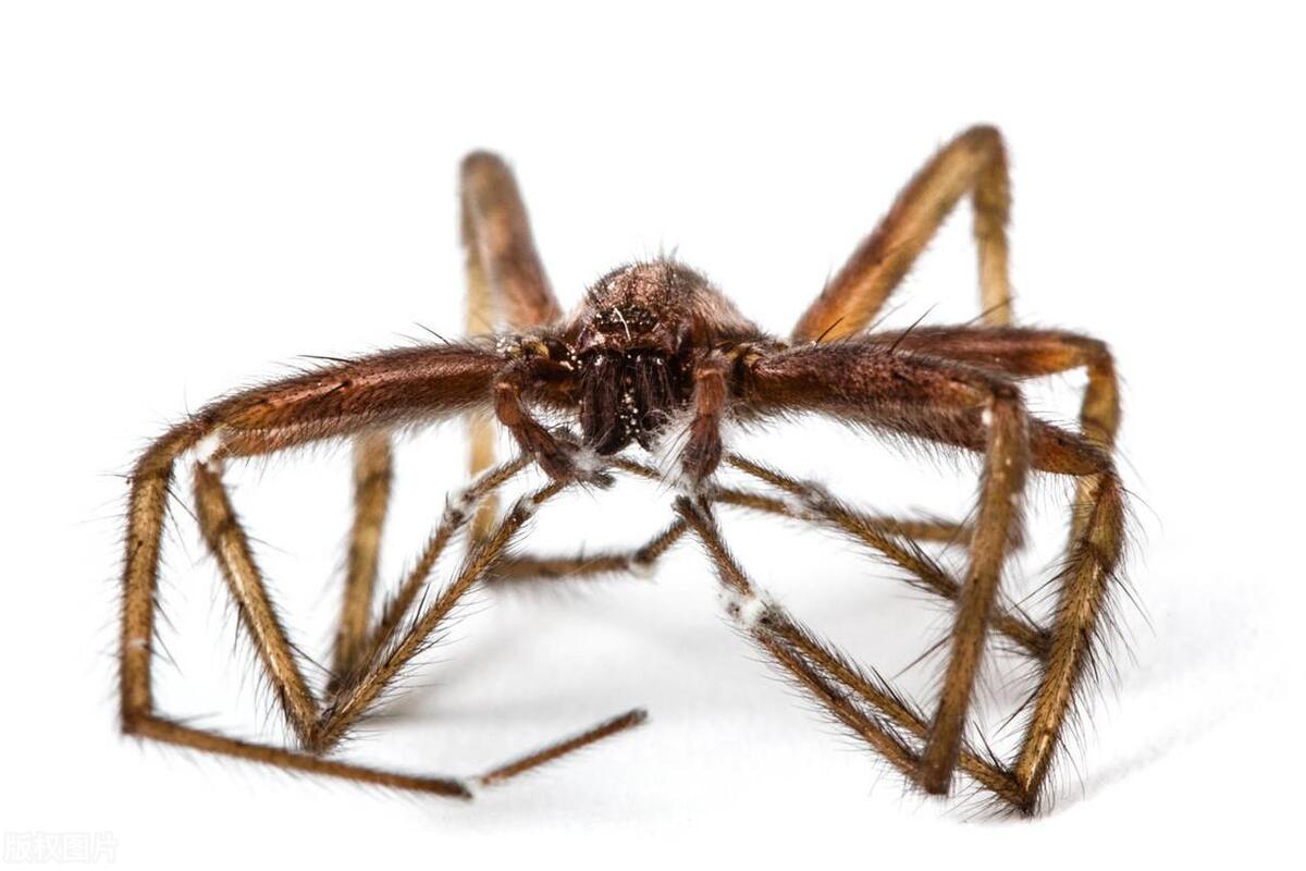 大蜘蛛进卧室有什么说法,家里为什么有大蜘蛛出现