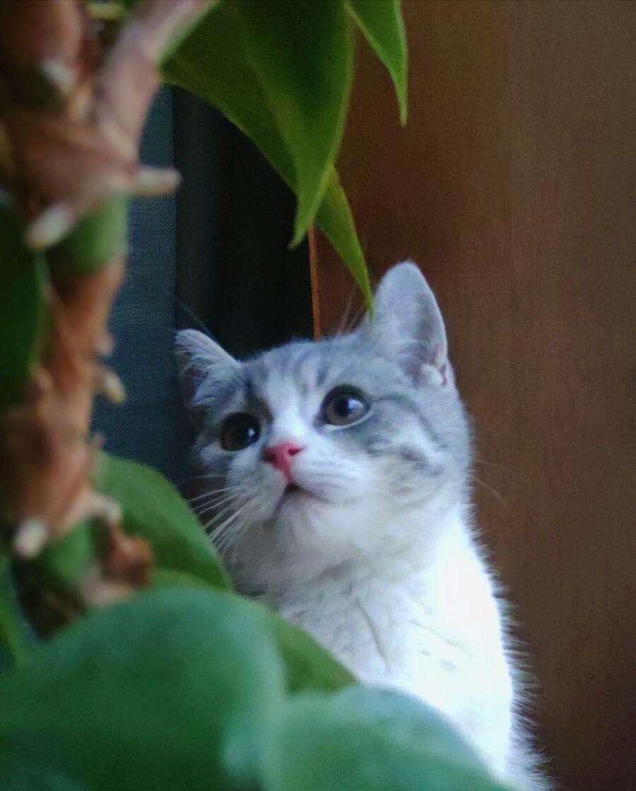 猫咪半夜老是叫还咬人,猫咪半夜爱拉屎吗