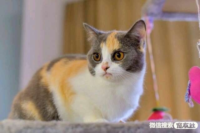 宠物领养、全国宠物*养送**、押金无偿免费领养 20220720