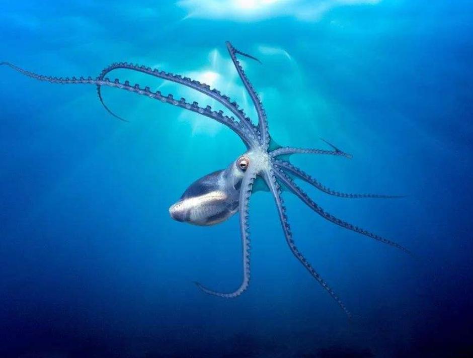 章鱼为什么不是地球的生物,科学家说章鱼可能是外星生物