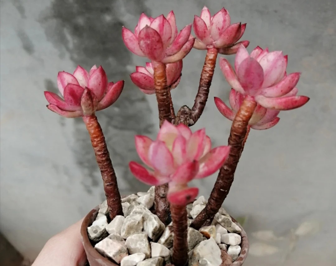 最好看又最好养的多肉 (有哪些多肉既有颜值又比较好养)