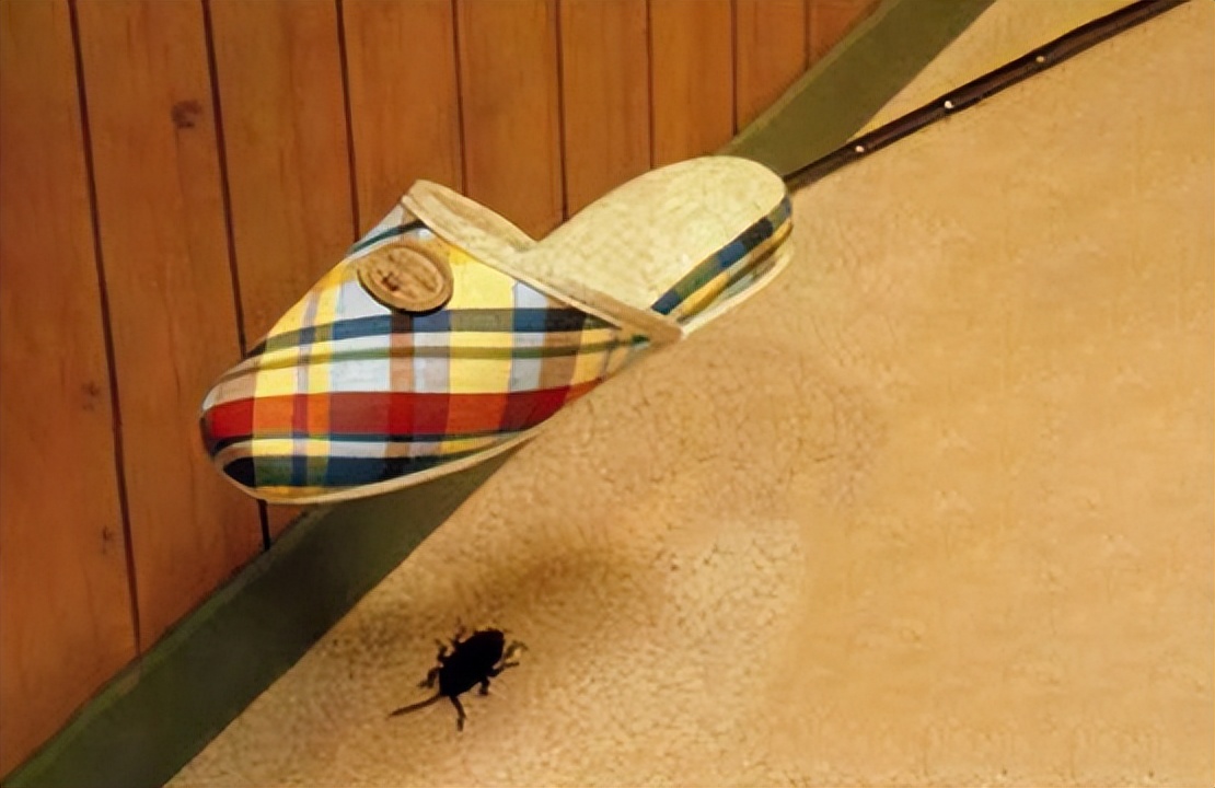 蟑螂为什么生命力顽强踩了都不死,蟑螂为什么踩死后第二天不见了